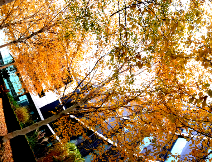 Photo credit: R. Lindum Greene